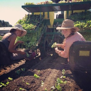 transplanting tractor lettuce starts seeding