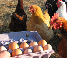 organic egg shares CSA Red Fire Farm