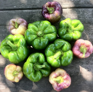 green and purple peppers