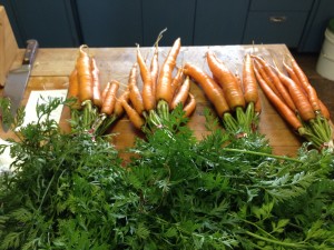 carrots with greens