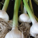 Green Garlic Pesto