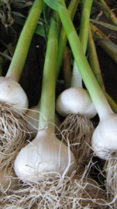 young fresh green garlic