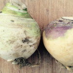 Turnip and Rutabaga