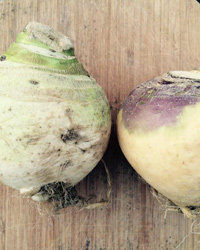 gilfeather turnip and rutabaga
