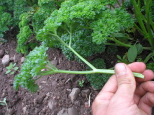 parsley, herb