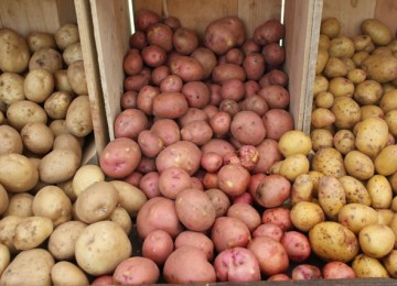 three colors of potatoes in crates farmers market red yukon gold