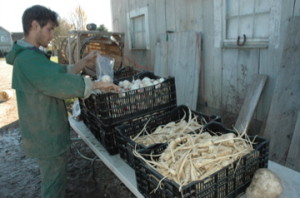 crates of parsnips