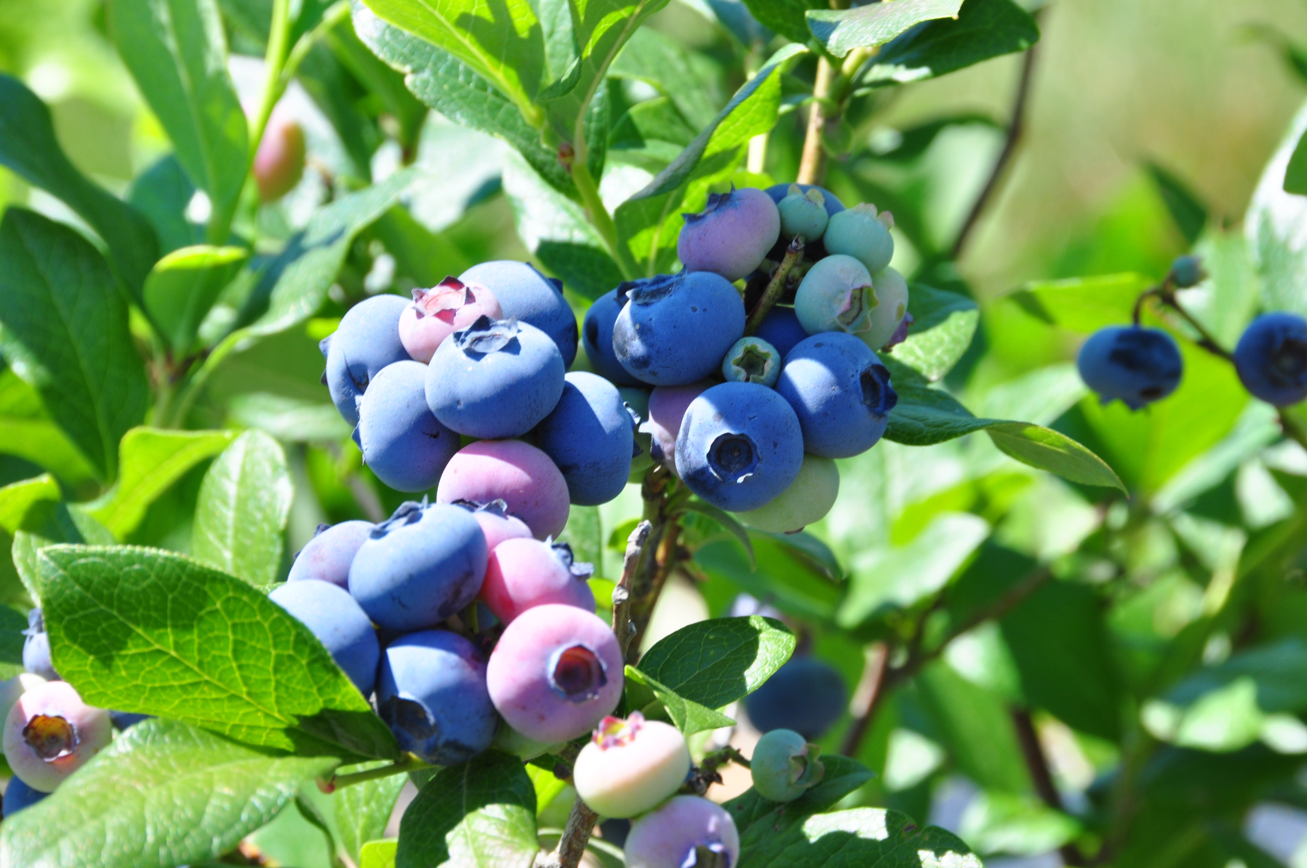Kann ich Blaubeeren auf Obstbäume pfropfen?