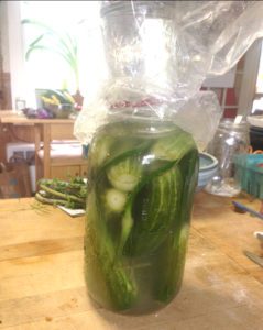 cucumbers being made into lactoferemented pickles