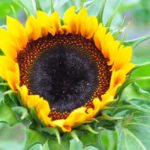 Sunflower Spiral Garden!