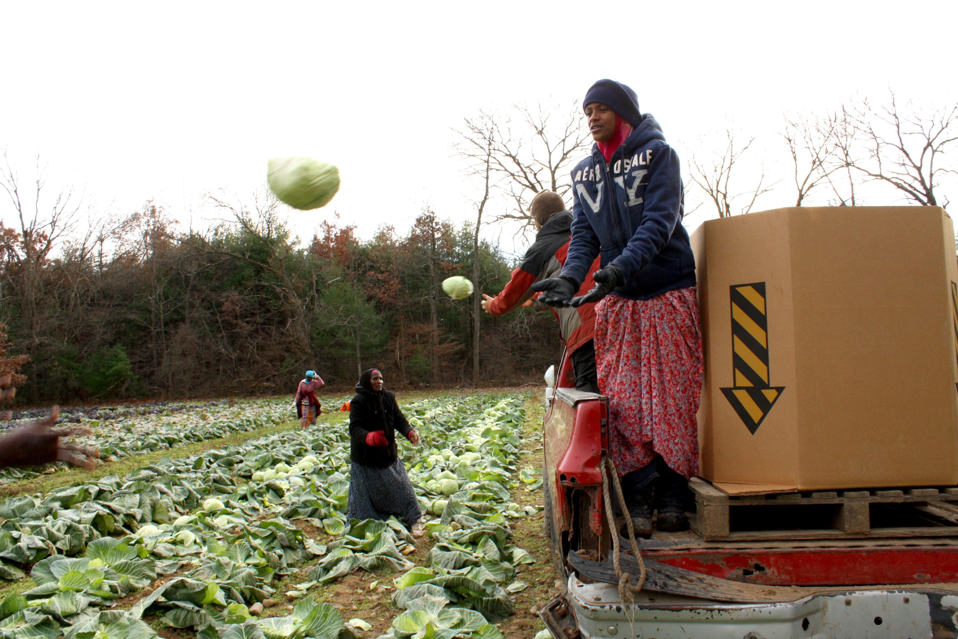 filling bins of cabbage