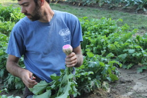 Ryan harvest watermelon radish field