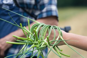 garlic scapes