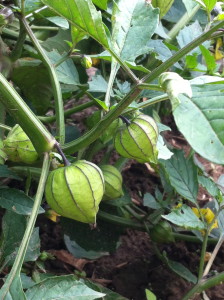 tomatillo on vine