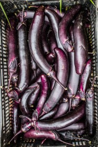 Asian eggplant