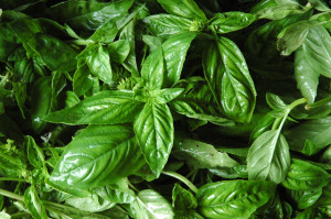 sweet genovese basil herbs