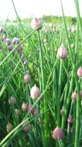 chive buds herbs