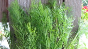 dill fronds herbs spring