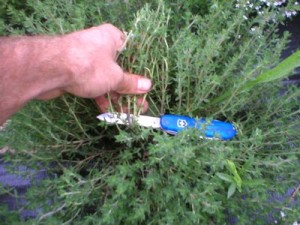 harvesting thyme
