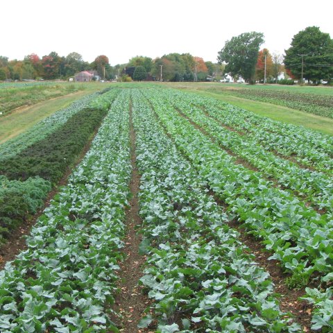 Farm land